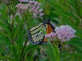 Monarch Hanging