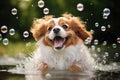 sudsy dog playing with floating bubbles