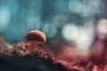 Suede bolete with bokeh backround