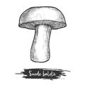 Suede bolete mushroom sketch. Vector cut mushroom