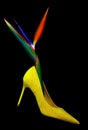 Yellow suede stiletto heel shoe and bird of paradise strelitzia reginae on dark background Royalty Free Stock Photo