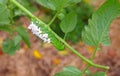 A Suffering Tomato / Tobacco Hornworm as host to parasitic braconid wasp eggs