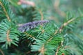 Suffolk Antlion (Euroleon nostras), adult on spruce needles. Royalty Free Stock Photo