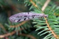 Suffolk Antlion (Euroleon nostras), adult on spruce needles. Royalty Free Stock Photo