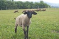 Suffolk baby sheep Royalty Free Stock Photo