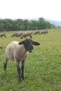 Suffolk baby sheep