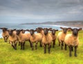 Suffolk breed black face sheep facing camera