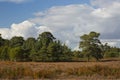 Suffolk coastal heathland with bracken