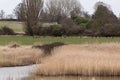 Suffolk coutryside with wild deer