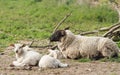 Suffolk Ewe with triplets Royalty Free Stock Photo