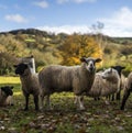 Suffolk and Mule Breeds Royalty Free Stock Photo