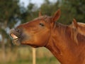 A Suffolk Punch flehmen