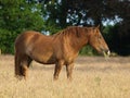 Suffolk Punch Grazing