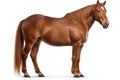 Suffolk Punch Horse