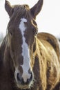 Suffolk Punch horse`s head shown in close up portrait Royalty Free Stock Photo