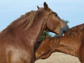 Suffolk Punch Horses Grooming