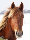 Suffolk Punch in the Winter