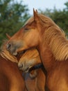 Suffolk Punch Yearlings Royalty Free Stock Photo