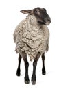 Suffolk sheep - (6 years old) Royalty Free Stock Photo