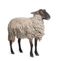 Suffolk sheep - (6 years old) Royalty Free Stock Photo