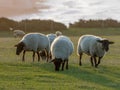 Suffolk Sheep Ewes at Sunrise Royalty Free Stock Photo