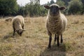 Suffolk sheep grazing on pasture