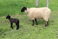 Suffolk sheep with lamb Royalty Free Stock Photo