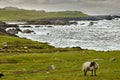 A Suffolk sheep near the Wild Atlantic Way, in Achill Island, County Mayo, Ireland Royalty Free Stock Photo