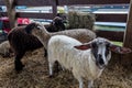 Suffolk sheep in a pen at the county fair Royalty Free Stock Photo