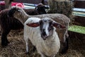 Suffolk sheep in a pen at the county fair Royalty Free Stock Photo