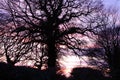 Suffolk tree silouette Royalty Free Stock Photo