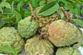 Sugar-apple