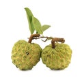 Sugar apple [Annona squamosa]