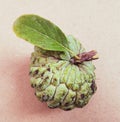 Sugar apple, annona squamosa, fruit food sharifa or sitaphal custard apple, pomme a sucre, manzana azucar, pinha photo. Royalty Free Stock Photo