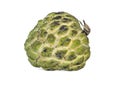 Sugar apple is a bomb shape fruit with rough green skin, isolated on white background, dicut with clipping path Royalty Free Stock Photo