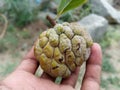 Sugar Apple custard apple, Annona, sweets on hand Royalty Free Stock Photo