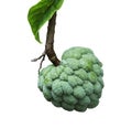 Sugar Apple Fruit