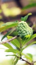 Sugar apple fruit Royalty Free Stock Photo