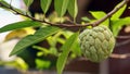 Sugar apple fruit Royalty Free Stock Photo