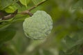 Sugar-apple. fruits. young. srikaya. buah srikaya