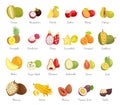 Sugar Apple and Guava Set Vector Illustration Royalty Free Stock Photo