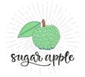 Sugar apple or soursop. Fruit symbol for farm market menu. Healthy food design. Vector stock illustration