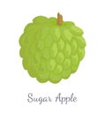 Sugar-Apple, Sweetsop Custard Apple Isolated Icon Royalty Free Stock Photo