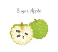 Sugar-Apple, Sweetsop Custard Apple Isolated Icon