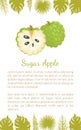 Sugar-Apple, Sweetsop Custard Apple Poster Text