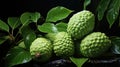 The sugar apple or sweetsop is the edible fruit of Annona squamosa creative minimalist still life