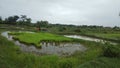 Indian paddy nursery at the time of uprooting paddy seedlings