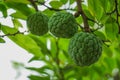 The sugar-apple, or sweetsop, is the fruit of Annona squamosa, the most widely grown species of Annona and a native of the Royalty Free Stock Photo