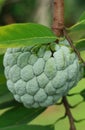 Sugar Apple Royalty Free Stock Photo