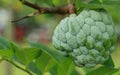 Sugar Apple Royalty Free Stock Photo